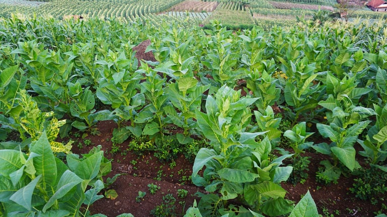 Green tobacco plantation on rolling hills during the day, representing South Carolina agricultural heritage