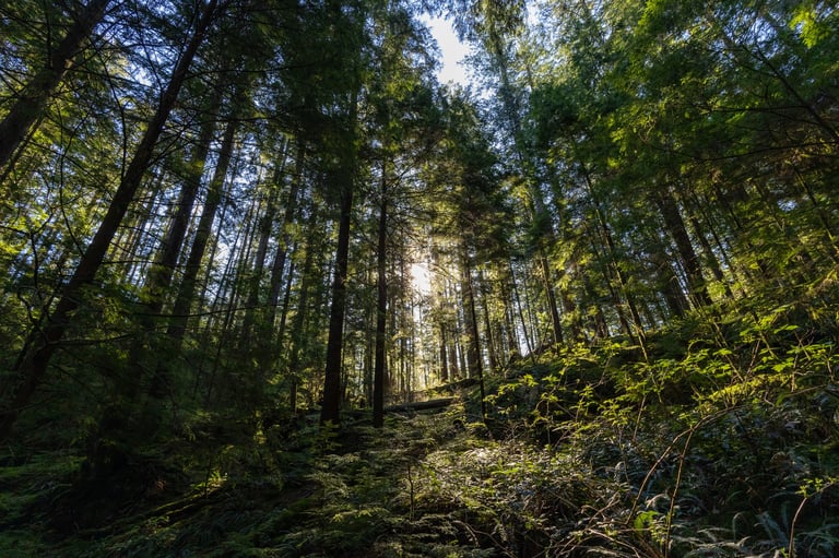 Peaceful nature scene with trees representing outdoor hobbies